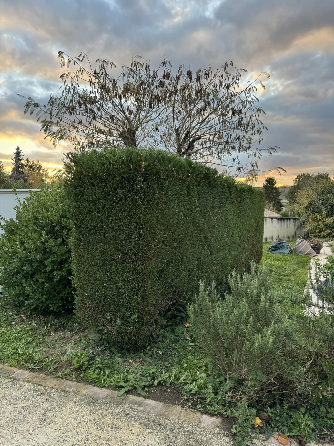 Après taille de haie