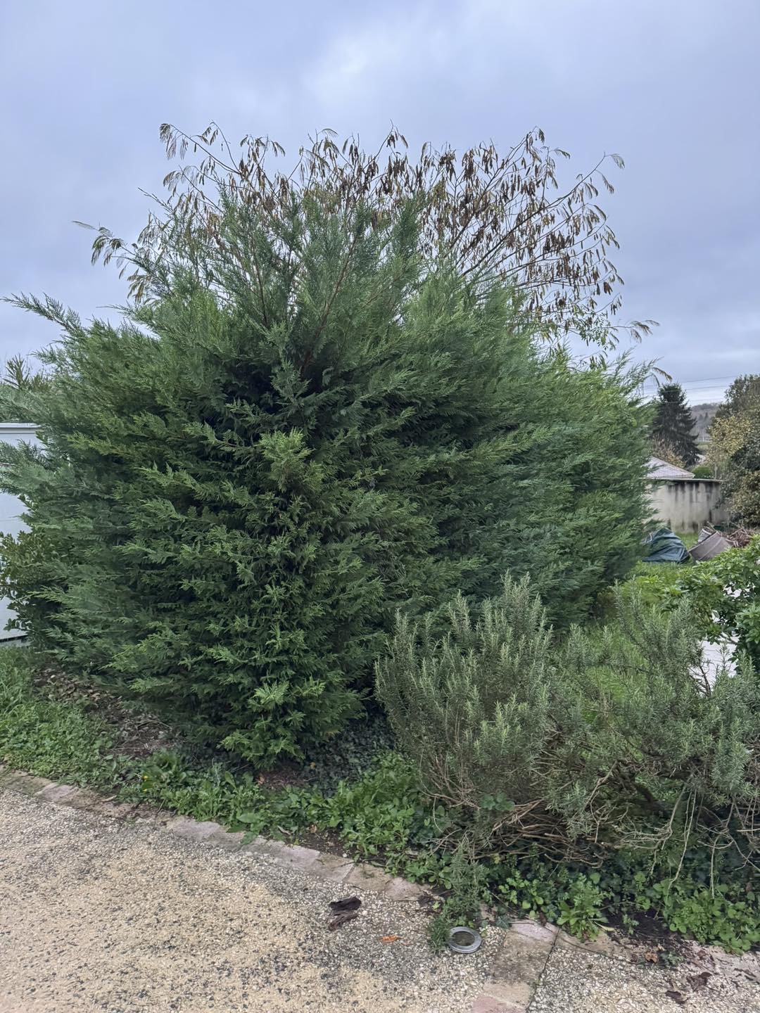 Avant taille de haie