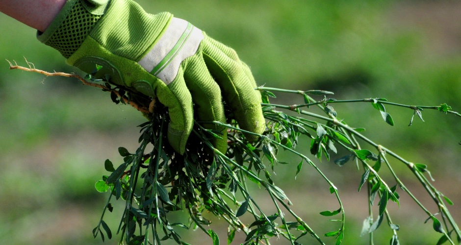 Désherbage Angoulême