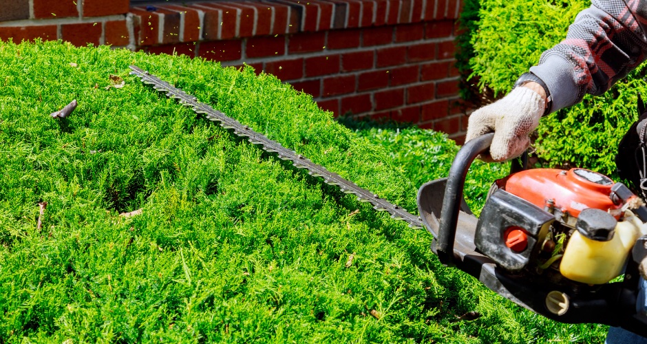 Taille de haie Angoulême